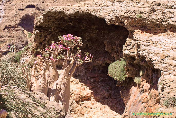 Сокотра (Socotra). Бутылочные деревья Йемен, остров Сокотра. Бутылочные деревья