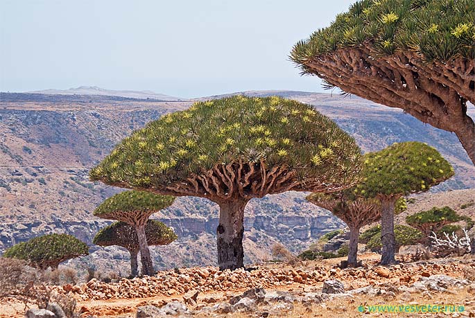 Сокотра (Socotra). Драконовы деревья Йемен, остров Сокотра. Драконовы деревья