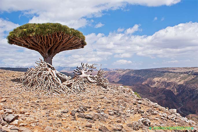 Сокотра (Socotra). Драконово дерево Йемен, остров Сокотра. Драконово дерево