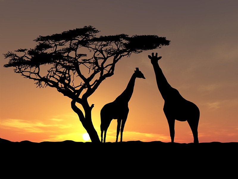 afrika ng