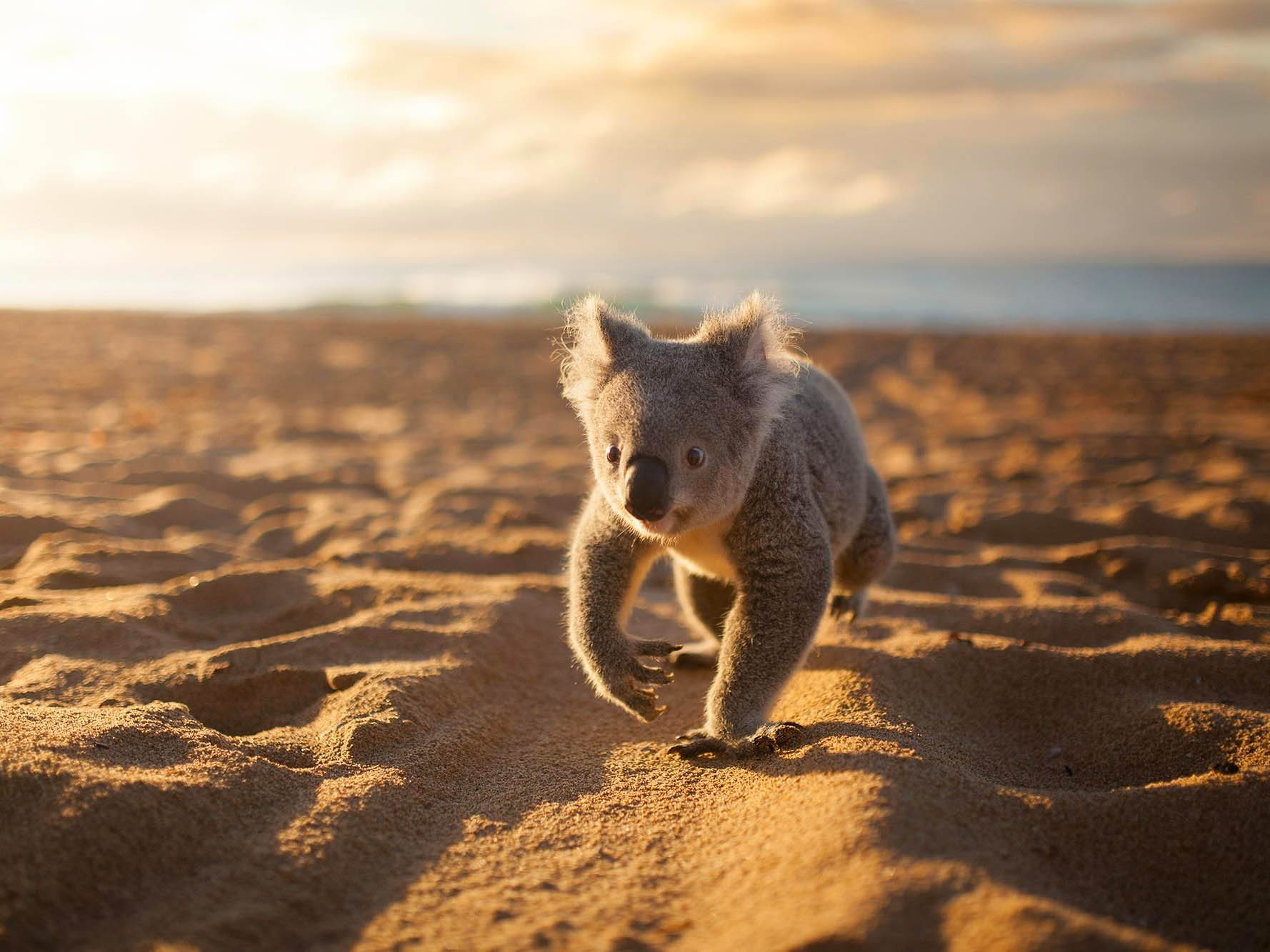koala mal
