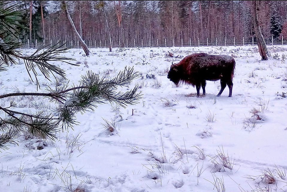 Беловежская пуща, зима, зубр
