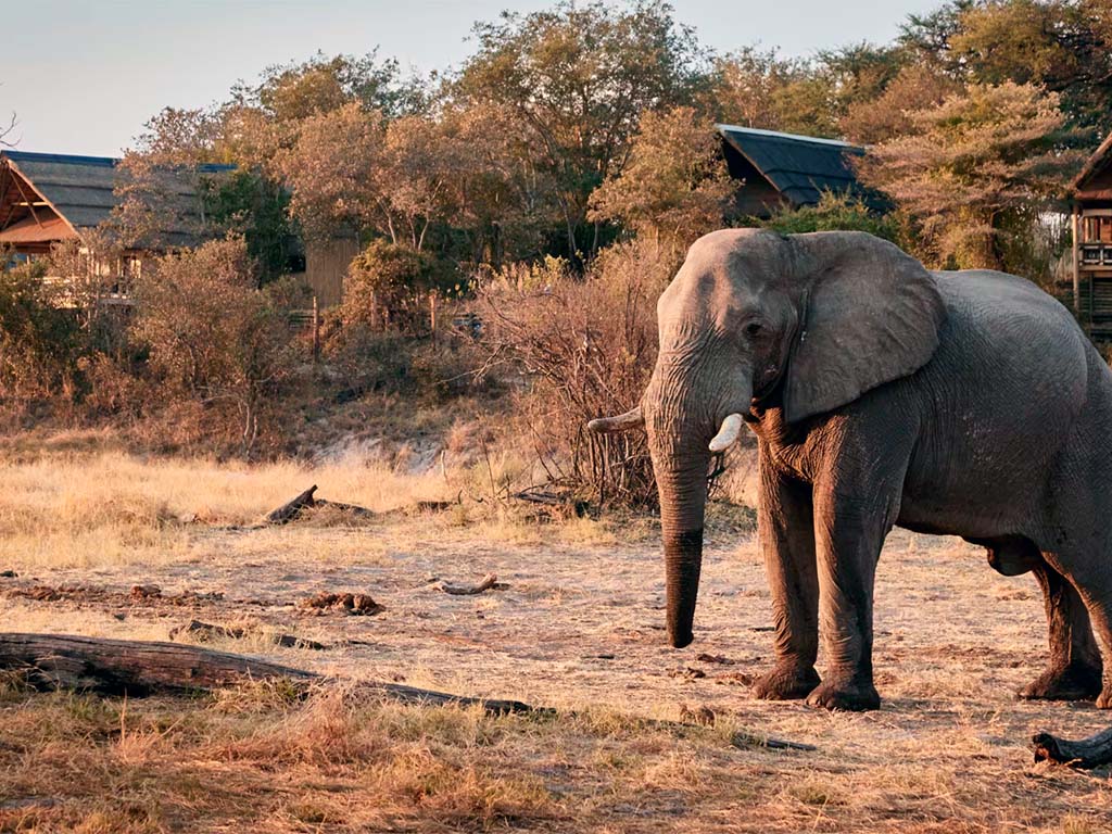 Belmond Savute Elephant Belmond Savute Elephant