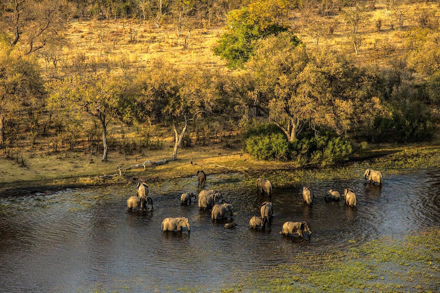 Частный заповедник Selinda Reserve Частный заповедник Selinda Reserve