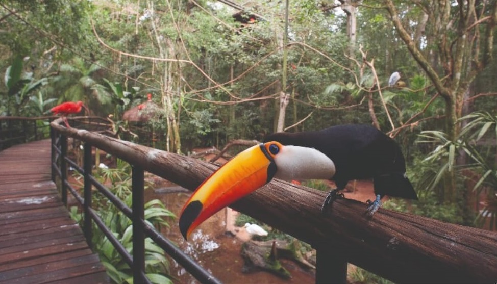 Водопады Игуасу. Парк птиц tucan park ptits
