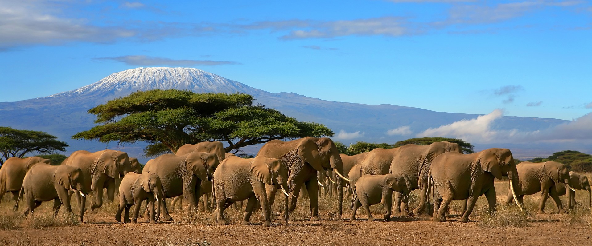 Амбосели. Стадо слонов Амбосели. Стадо слонов