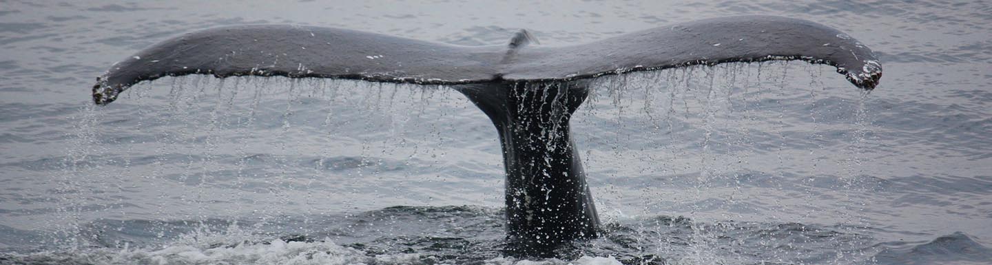 Серые киты Серые киты