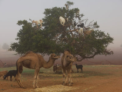 morocco 7