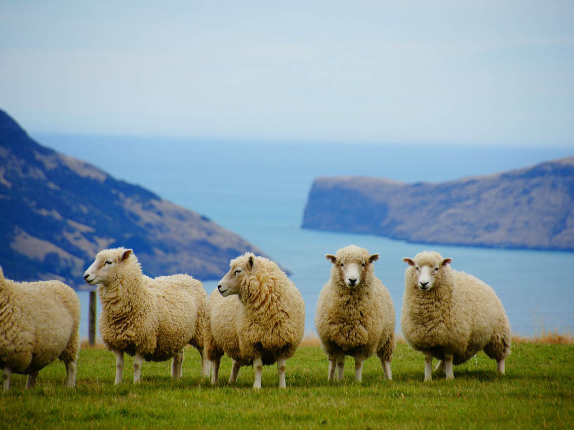 new zealand ves veter