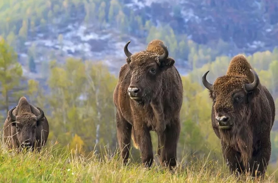 Зубрятник на Алтае altai zubry