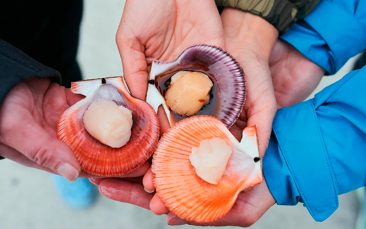 Дегустация морепродуктов, Кольский п-ов Дегустация морепродуктов, Кольский п-ов