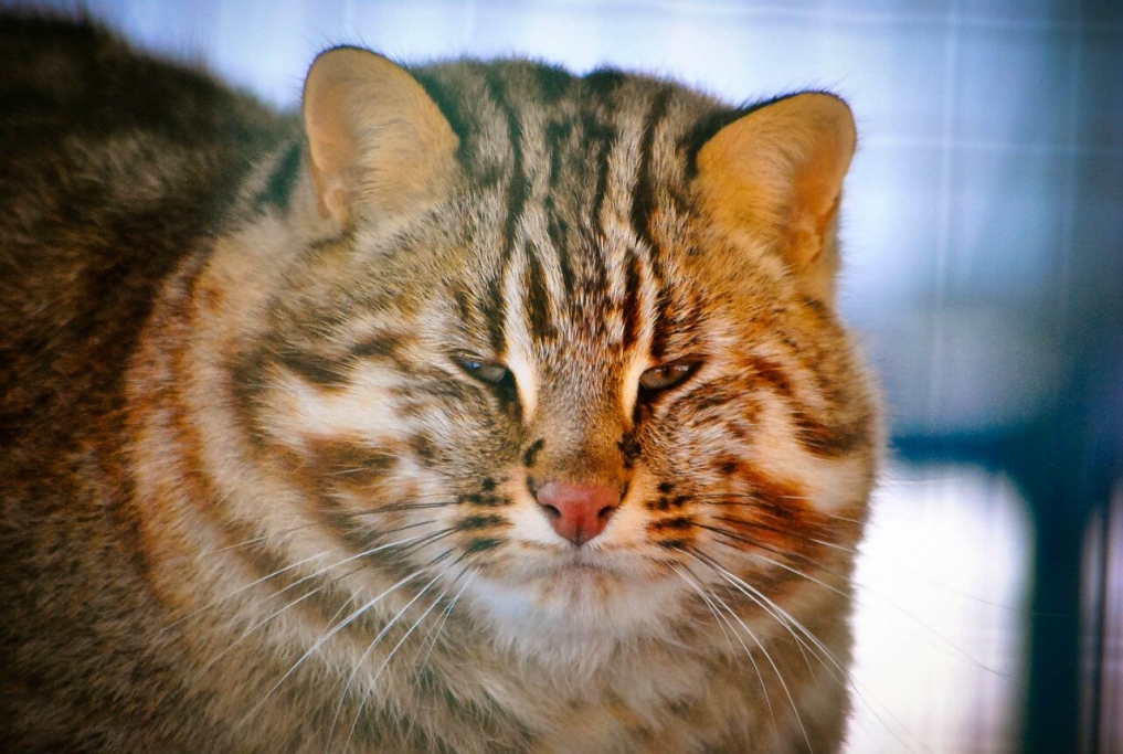 Лесной амурский кот Лесной амурский кот