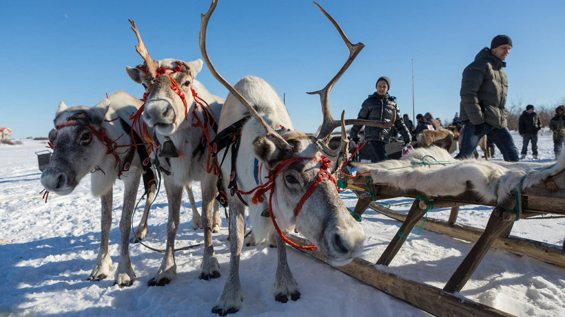 Оленеводы, Архангельск Оленеводы, Архангельск