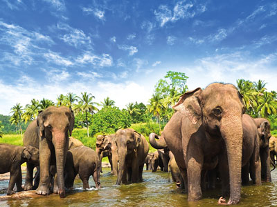 sri lanka