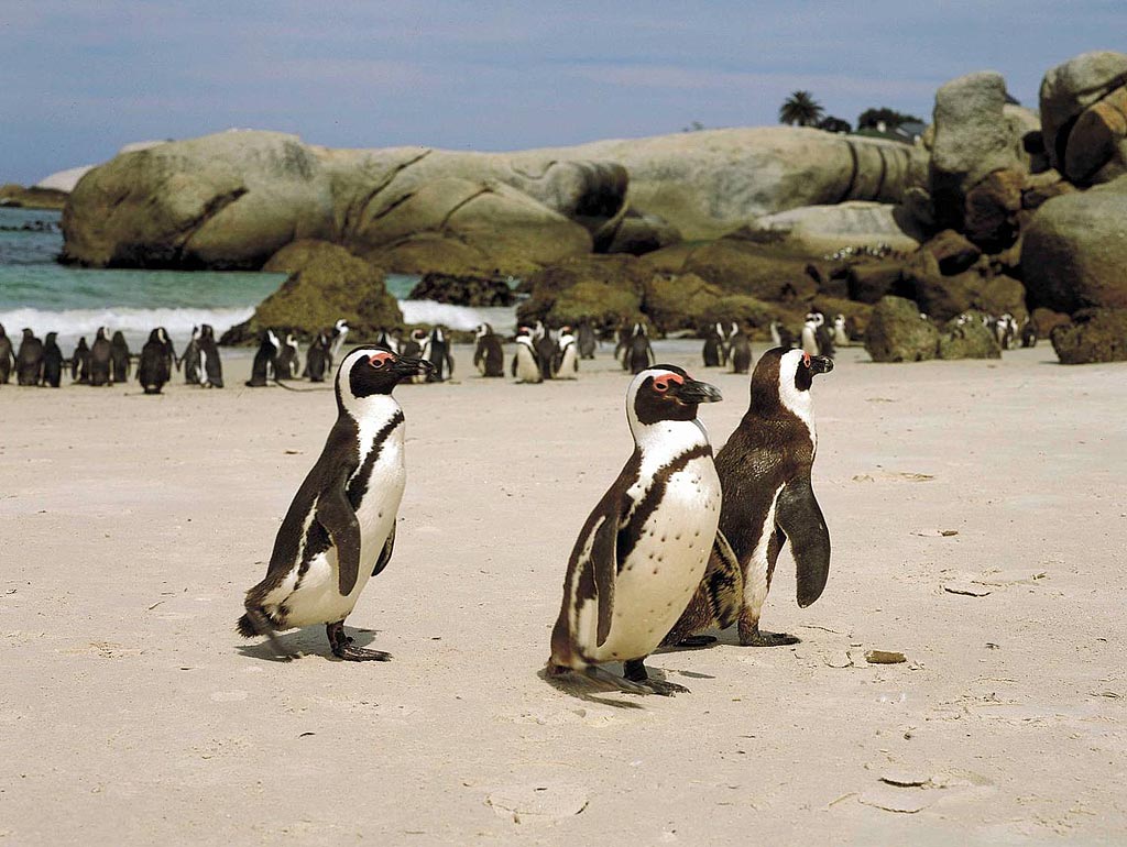 Пингвины. ЮАР Пингвины. ЮАР