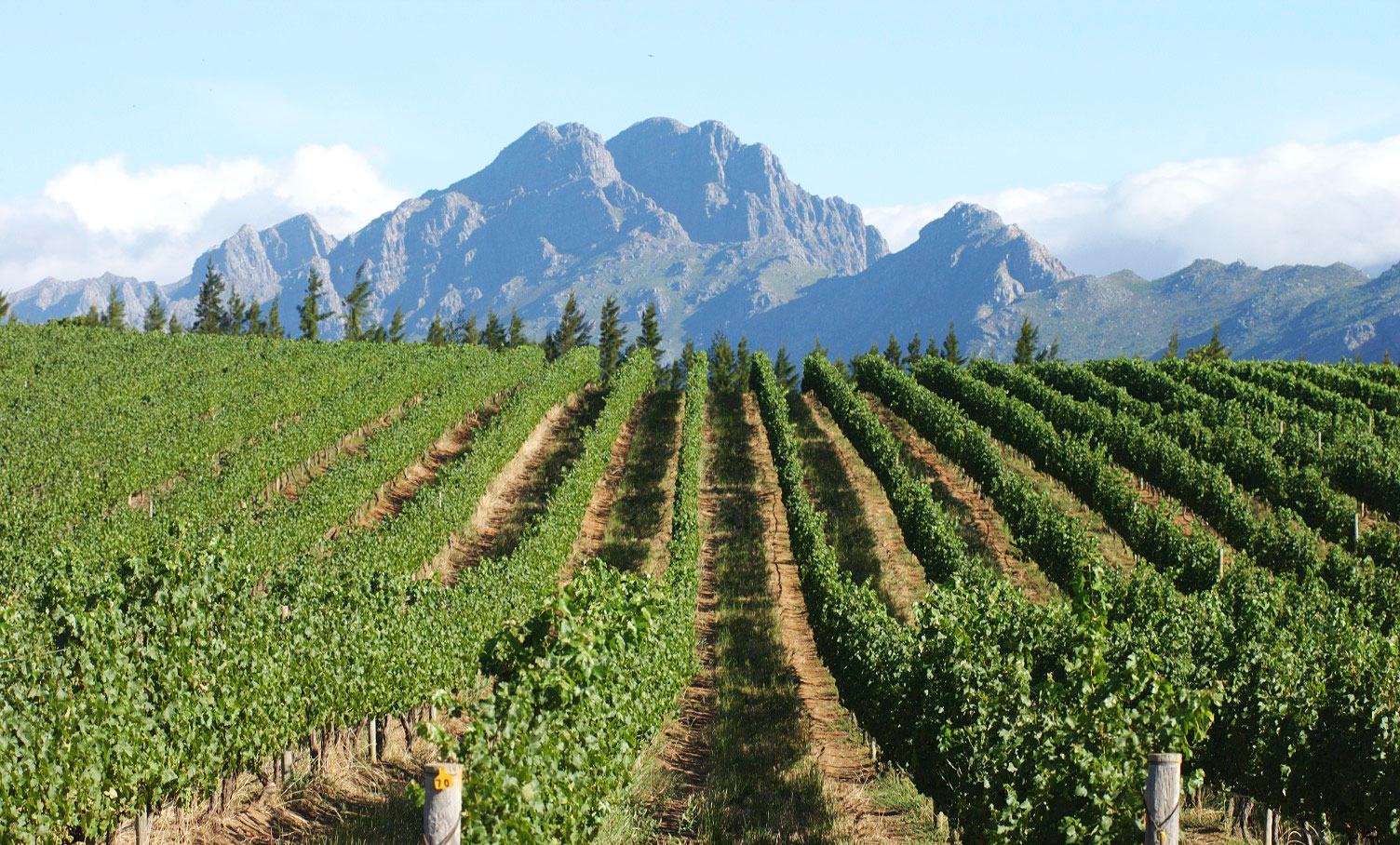 vinogradnyki yuar